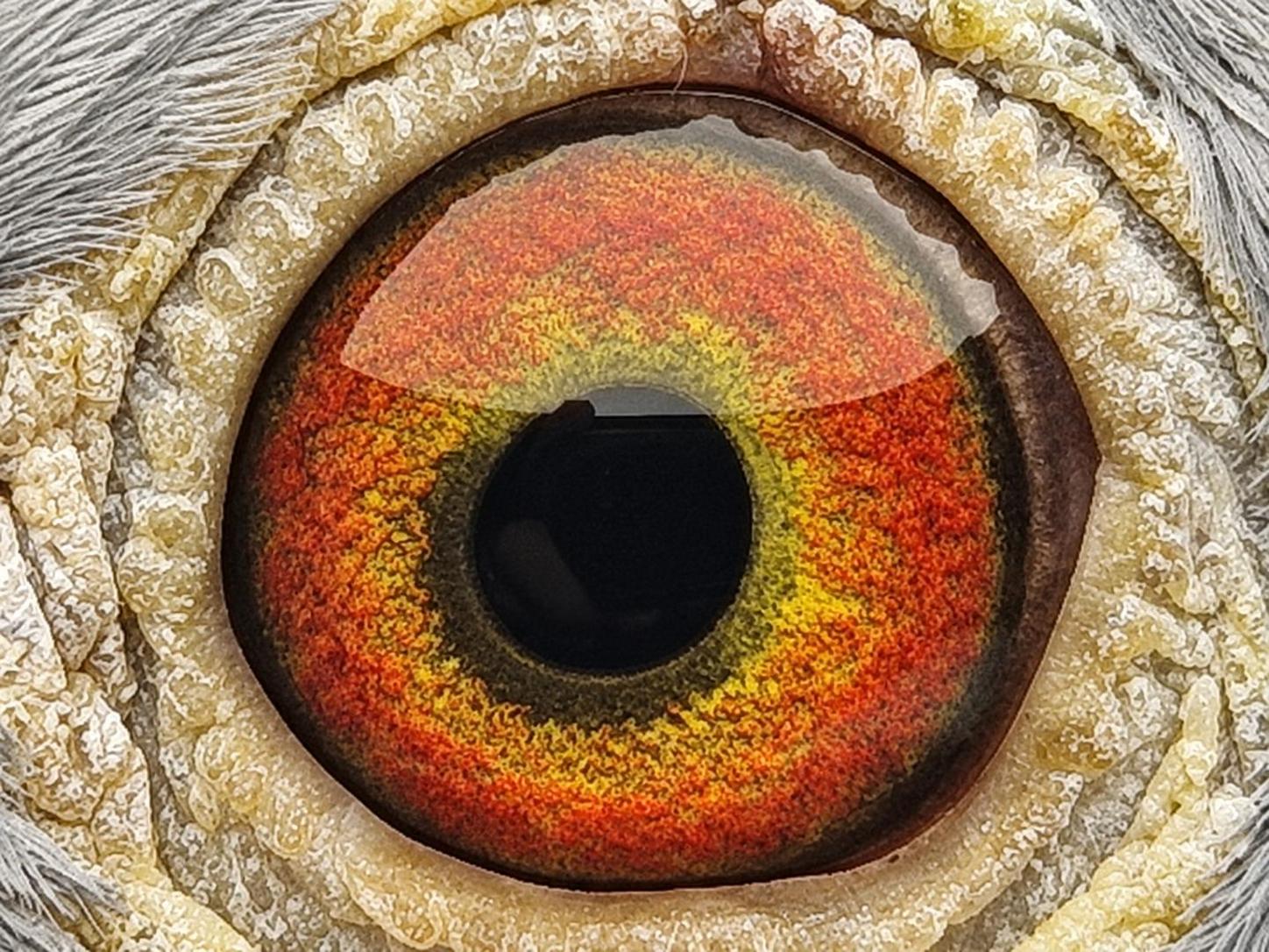 Pigeon eye